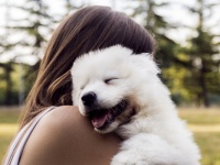 モテ期到来！　たくさんの子犬の夢が暗示するもの