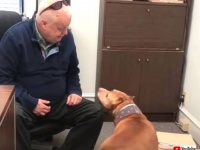 保護犬を職場に連れてきた！「ボス、ボス！一緒に遊ぼうよ！」と、毎日楽しくオフィスで過ごすようになった