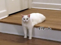 後ろ足を隠した猫があまりにもクリーチャーじみていたのでコラ職人頑張る