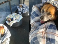 寒さに震える野良犬たちの為、バス停の待合所にタイヤのベッドとブランケットを用意した地元の人々（ブラジル）