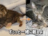 大きくなっても一緒がいいの。寄り添って眠る犬と猫たちのビフォア・アフター写真