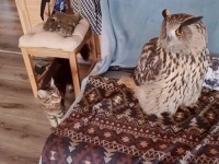 冬本番のロシアから、あたたかい動画が届いたよ。猫とミミズクの間に流れる優しい時間を堪能しよう