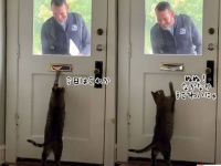 郵便配達員を誰よりも心待ちにしている猫。ドア越しで遊んでもらうのが大好き