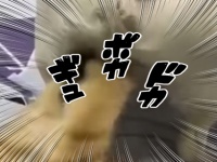 猫は大変なボール遊びを覚えてしまいました。犬：「はい猫さんよろこんで」