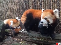やんちゃでかわいいレッドパンダ。お母さんにやりたい放題