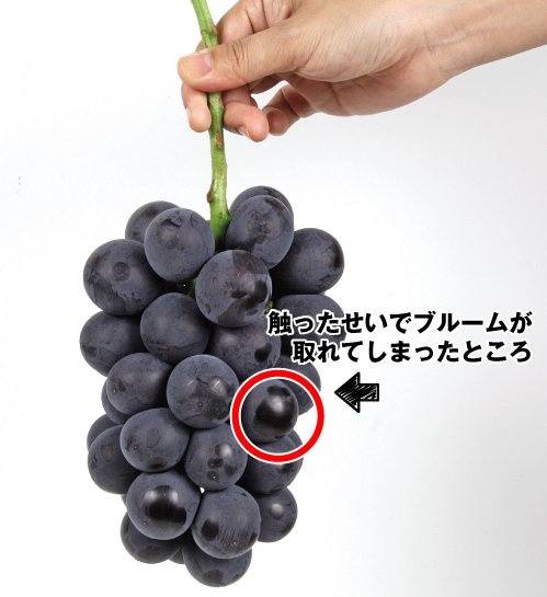 ブルームは簡単に取れてしまう(写真は国華園公式ツイッターより)