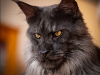 王家の血を引いているんじゃ？と噂の気高き猫「ヴィーヴォ」その表情は猫というよりも、人面...