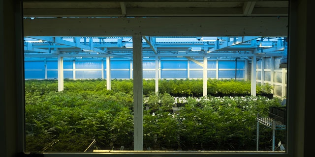 「Doctors Me（ドクターズミー）」コラム画像