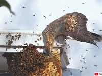 ハチに囲まれても余裕っす。ハチの幼虫を主食とする珍しい猛禽類「ハチクマ」にズームイン