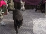 猫がプチプチの上を歩くと・・・ビビりまくり！【動画】