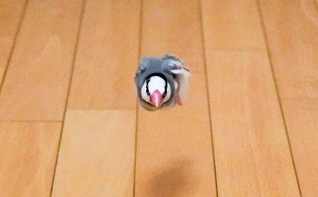 ちっちゃな鳥だ！（編集部でトリミング）