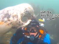 あかんそれは生命線や。アザラシがダイバーの装備に興味をもった。顔から引きはがそうと必死（イギリス）