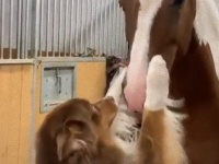 オーストラリアン・シェパードとウマの内緒話。犬とウマの異種間交流に関する海外の反応