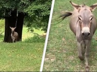 「会いたかったよ～！」大好きな飼い主に会ったロバ、大興奮の声をあげ全身で喜びを表す