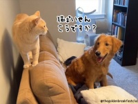 その仕草、猫の影響です。猫に育てられた犬の「猫化」の5つの兆候