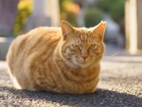地域猫たちを見守って（画像はイメージ、文中に出てくる猫ではありません）