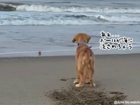 信頼の兄者、海に流されそうなボールを弟犬のために取ってくる姿がかっこいい