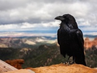ずっとカラスのターーン！！カラスに誤解され攻撃されまくる男性（インド）