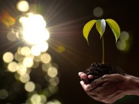 フィリピンで学校を卒業する学生全員に10本の植樹を義務化する新法が導入される