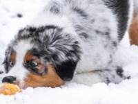 白くて冷たいコレはなぁに？初めての雪に戸惑ったり大喜びだったりのペットたち