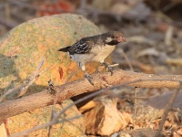 人間に協力しハチミツに導いてくれる野鳥。アフリカのハニーハンターと鳥の関係