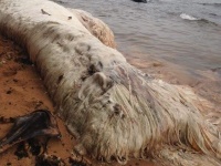 体長約6メートルの毛むくじゃらの生き物の死骸がフィリピンの海岸に打ち上げられる