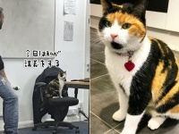 「この問題、とける者はいるか？はい君、答えて」イギリスのチェスター大学で一番人気の講師は猫。