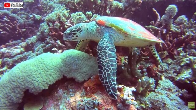 friendlyturtle3_640