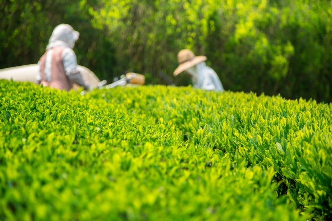 Japanese Green Tea