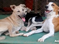 Animal Aid～「触らないで！」悲痛な鳴き声を上げた犬、手当の末ニッコリ笑顔が可愛いわんこに