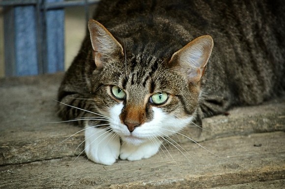 cats-eyes-2671903_640_e
