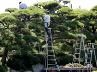 植木の剪定をしたら、ご近所トラブルに発展（画像はイメージ）