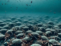 ベーリング海で100億匹以上のズワイガニが餓死、いったい何が起きているのか？