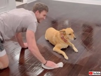 愛犬「いったい何が起こってるの？」動かない飼い犬の周りでお掃除を頑張ってみた結果