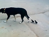 「ねえ、なんでついてくるの？」あとをついて回るアヒルのヒナたちに困惑する犬