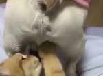 ２度ビックリ！　猫にキン〇マを叩かれた犬の反応が予想外すぎる