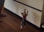 「これが欲しいワン！」まるで人間のように喜ぶ犬が話題に