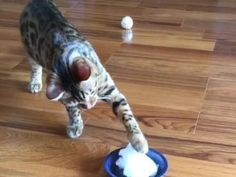 ハバネロスキー（＠E_guttata_wt