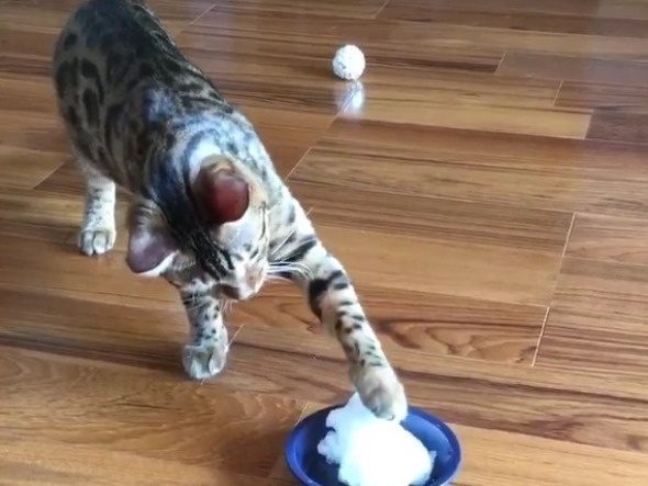 ハバネロスキー（＠E_guttata_wt