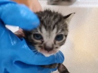 コール＆マーマレードさん宅にと3匹の野良子猫がやってきた？