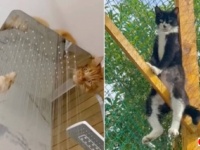 仕方がないよ、猫だからね！秋の夜長に笑顔を届ける、猫たちのやらかしシーン総集編