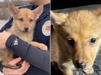 犬なの？コヨーテなの？謎の動物が警官に保護されDNA鑑定が行われる