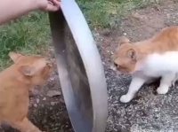 猫の喧嘩を仲裁する1つの方法（要音声）