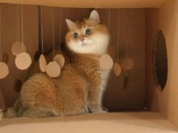 だってやっぱり猫だもの！ホシコさん、ダンボールの手作りハウスで遊んでご満悦