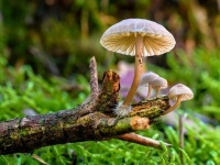 キノコには意識がある。学習し、短期記憶を持つとする科学的根拠