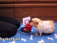 モルモットのエースさん、スゴ技ノンストップ25連発。そのかしこさを目の当たりにした海外の反応