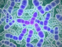 寄生虫には社会階層（カースト）があり、脅威に応じて兵隊カーストが増える（米研究）