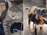 事故で群れからはぐれた孤児の赤ちゃん猿、猫と犬の子育て連携プレイで元気を取り戻す