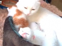 母の日に贈るキュートネス！母猫と子猫たちの至福の時間をお裾分けしてもらっちゃおう