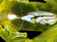 内臓が透けて見える透明なカエル、グラスフロッグを間近で観察（動画あり）